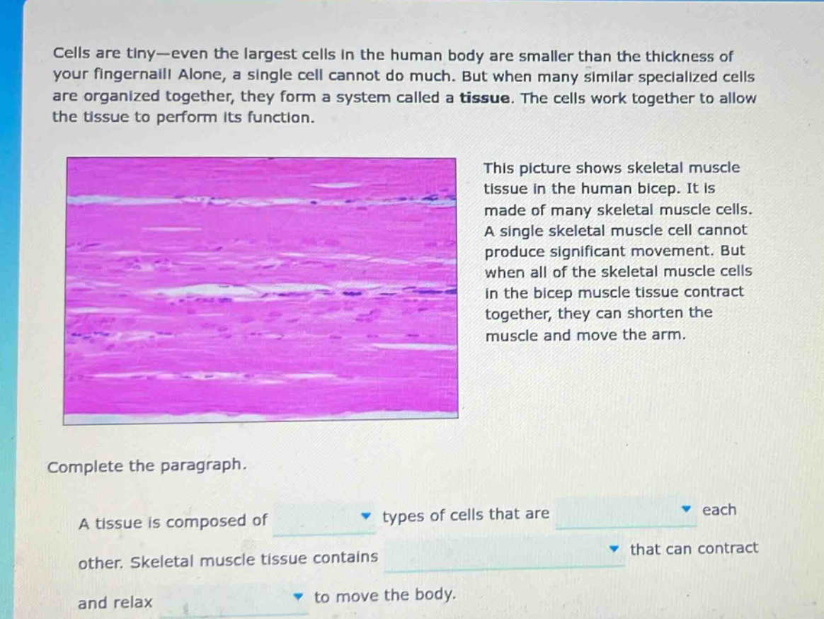 cells are tiny—even the largest cells in the human body are smaller than the thickness of your fingernail! alone, a single cell cannot do much. but when many similar specialized cells are organized together, they form a system called a tissue. the cells work together to allow the tissue to perform its function. this picture shows skeletal muscle tissue in the human bicep. it is made of many skeletal muscle cells. a single skeletal muscle cell cannot produce significant movement. but when all of the skeletal muscle cells in the bicep muscle tissue contract together, they can shorten the muscle and move the arm. complete the paragraph. a tissue is composed of types of cells that are each other. skeletal muscle tissue contains that can contract and relax to move the body.