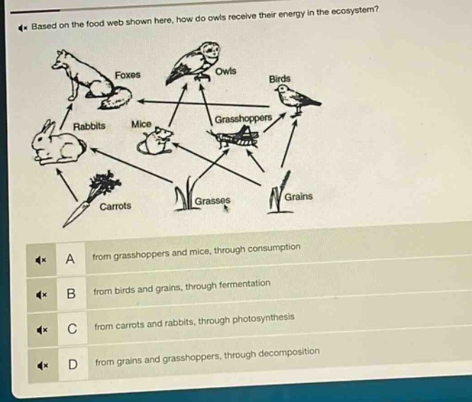 based on the food web shown here, how do owls receive their energy in the ecosystem? a from grasshoppers and mice, through consumption b from birds and grains, through fermentation c from carrots and rabbits, through photosynthesis d from grains and grasshoppers, through decomposition