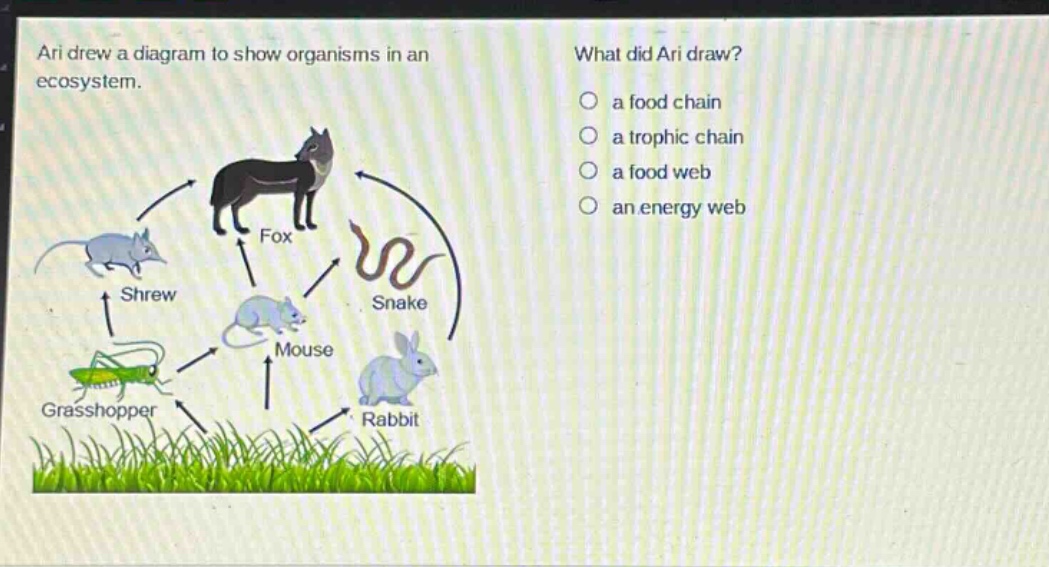 ari drew a diagram to show organisms in an ecosystem. what did ari draw? a food chain a trophic chain a food web an energy web fox shrew snake mouse grasshopper rabbit