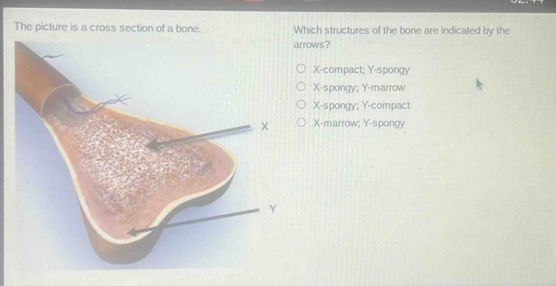 the picture is a cross section of a bone. which structures of the bone are indicated by the arrows? x - compact; y - spongy x - spongy; y - marrow x - spongy; y - compact x - marrow; y - spongy
