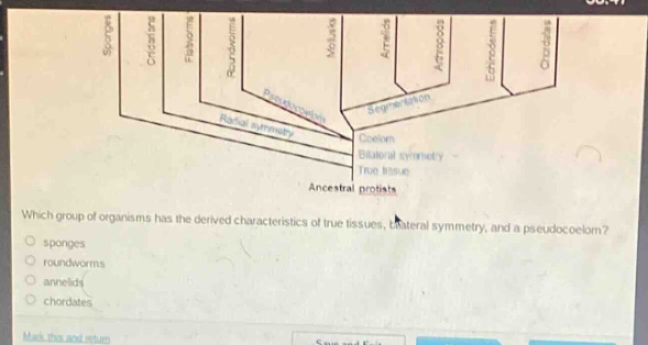 which group of organisms has the derived characteristics of true tissues, bilateral symmetry, and a pseudocoelom?\nsponges\nroundworms\nannelids\nchordates