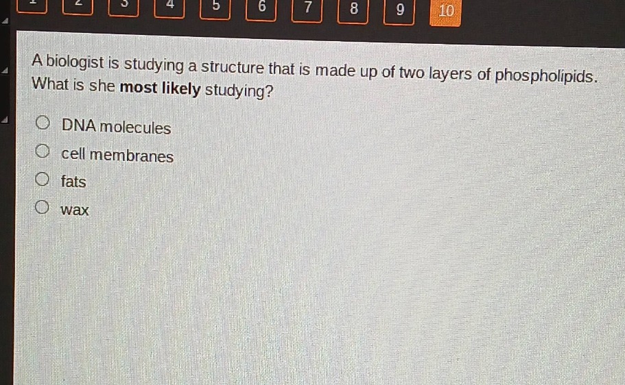 a biologist is studying a structure that is made up of two layers of phospholipids. what is she most likely studying? dna molecules cell membranes fats wax