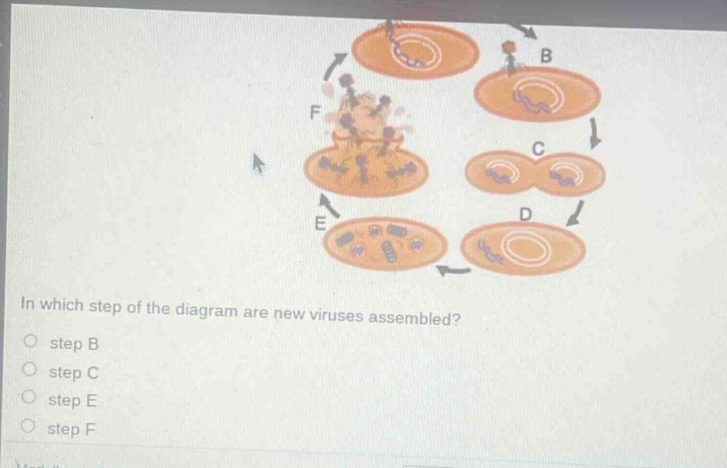 in which step of the diagram are new viruses assembled?\nstep b\nstep c\nstep e\nstep f