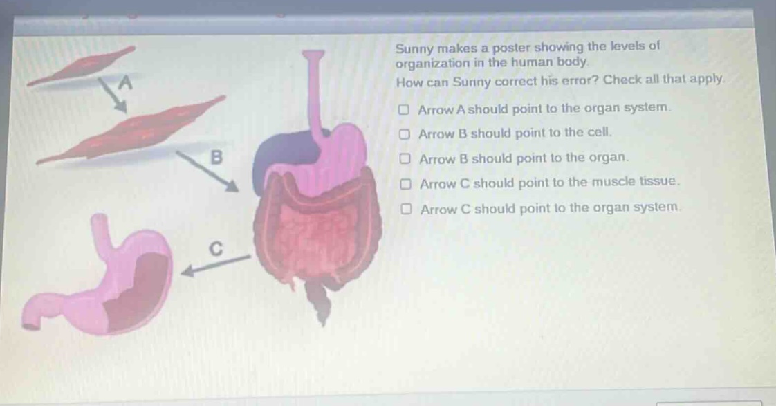 sunny makes a poster showing the levels of organization in the human body. how can sunny correct his error? check all that apply. arrow a should point to the organ system. arrow b should point to the cell. arrow b should point to the organ. arrow c should point to the muscle tissue. arrow c should point to the organ system.