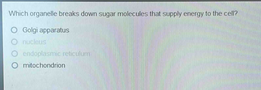 which organelle breaks down sugar molecules that supply energy to the cell? golgi apparatus nucleus endoplasmic reticulum mitochondrion