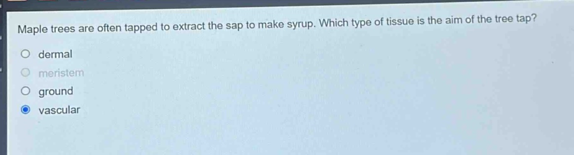 maple trees are often tapped to extract the sap to make syrup. which type of tissue is the aim of the tree tap?\no dermal\no meristem\no ground\no vascular