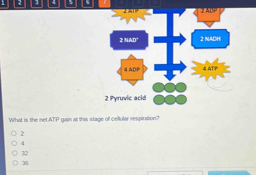 what is the net atp gain at this stage of cellular respiration?\no 2\no 4\no 32\no 36