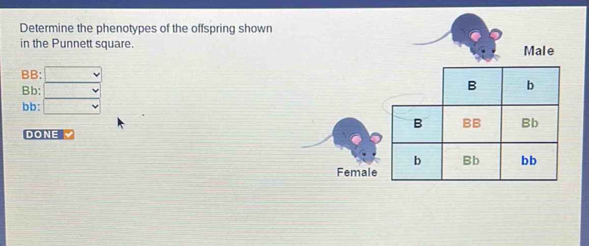 determine the phenotypes of the offspring shown in the punnett square. bb: bb: bb: done