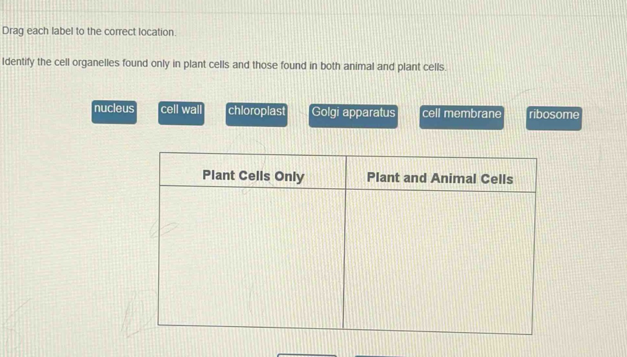 drag each label to the correct location. identify the cell organelles found only in plant cells and those found in both animal and plant cells. nucleus cell wall chloroplast golgi apparatus cell membrane ribosome plant cells only plant and animal cells