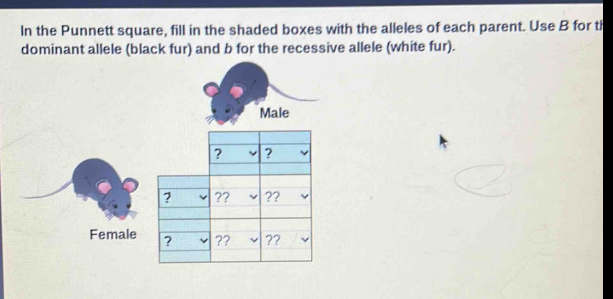 in the punnett square, fill in the shaded boxes with the alleles of each parent. use b for the dominant allele (black fur) and b for the recessive allele (white fur).