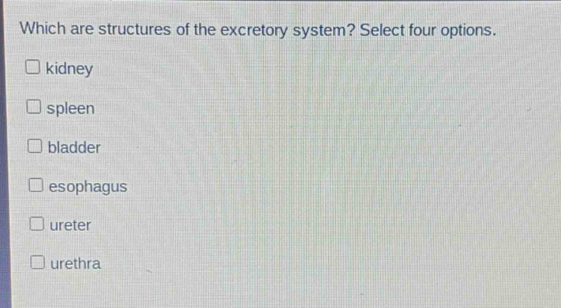 which are structures of the excretory system? select four options. kidney spleen bladder esophagus ureter urethra