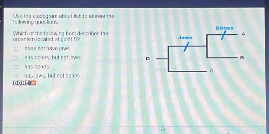 use the cladogram about fish to answer the following questions. which of the following best describes the organism located at point b? does not have jaws has bones, but not jaws has bones has jaws, but not bones done
