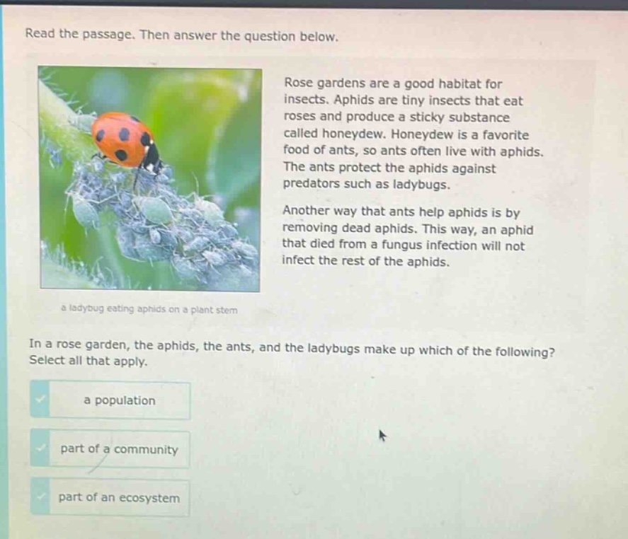 read the passage. then answer the question below. rose gardens are a good habitat for insects. aphids are tiny insects that eat roses and produce a sticky substance called honeydew. honeydew is a favorite food of ants, so ants often live with aphids. the ants protect the aphids against predators such as ladybugs. another way that ants help aphids is by removing dead aphids. this way, an aphid that died from a fungus infection will not infect the rest of the aphids. a ladybug eating aphids on a plant stem in a rose garden, the aphids, the ants, and the ladybugs make up which of the following? select all that apply. a population part of a community part of an ecosystem