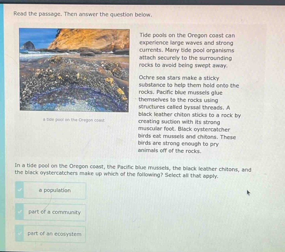 read the passage. then answer the question below. tide pools on the oregon coast can experience large waves and strong currents. many tide pool organisms attach securely to the surrounding rocks to avoid being swept away. ochre sea stars make a sticky substance to help them hold onto the rocks. pacific blue mussels glue themselves to the rocks using structures called byssal threads. a black leather chiton sticks to a rock by creating suction with its strong muscular foot. black oystercatcher birds eat mussels and chitons. these birds are strong enough to pry animals off of the rocks. in a tide pool on the oregon coast, the pacific blue mussels, the black leather chitons, and the black oystercatchers make up which of the following? select all that apply. a population part of a community part of an ecosystem