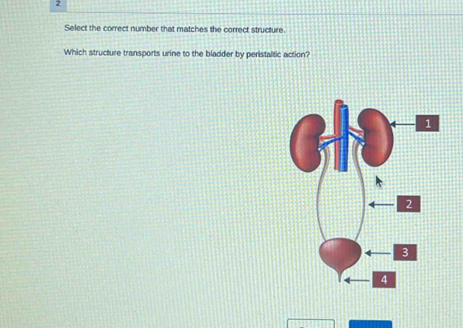 select the correct number that matches the correct structure. which structure transports urine to the bladder by peristaltic action?