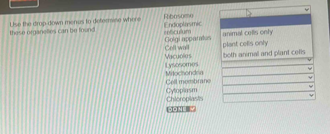 use the drop - down menus to determine where these organelles can be found. ribosome endoplasmic reticulum golgi apparatus cell wall vacuoles lysosomes mitochondria cell membrane cytoplasm chloroplasts animal cells only plant cells only both animal and plant cells done
