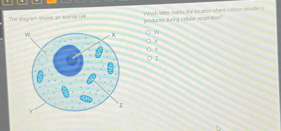 the diagram shows an animal cell. which letter marks the location where carbon dioxide is produced during cellular respiration? o w o x o y o z