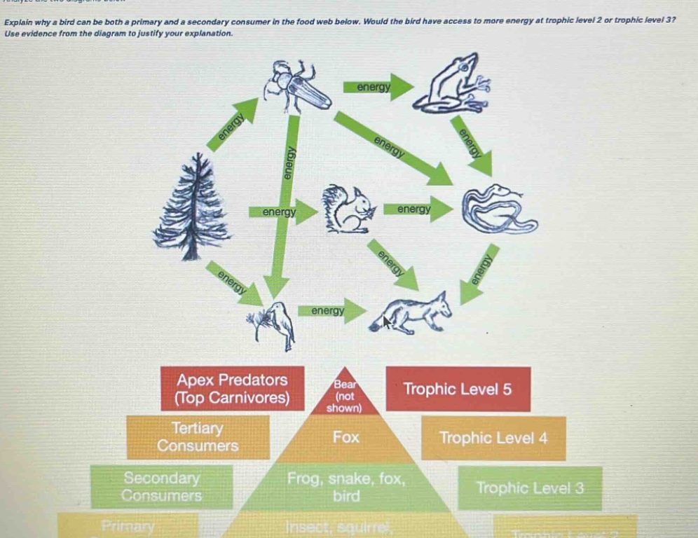 explain why a bird can be both a primary and a secondary consumer in the food web below. would the bird have access to more energy at trophic level 2 or trophic level 3? use evidence from the diagram to justify your explanation.