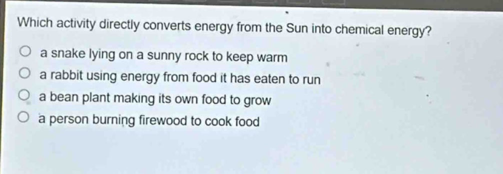 which activity directly converts energy from the sun into chemical energy?\n a snake lying on a sunny rock to keep warm\n a rabbit using energy from food it has eaten to run\n a bean plant making its own food to grow\n a person burning firewood to cook food
