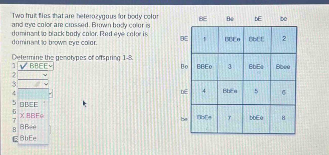 two fruit flies that are heterozygous for body color and eye color are crossed. brown body color is dominant to black body color. red eye color is dominant to brown eye color. determine the genotypes of offspring 1 - 8.
