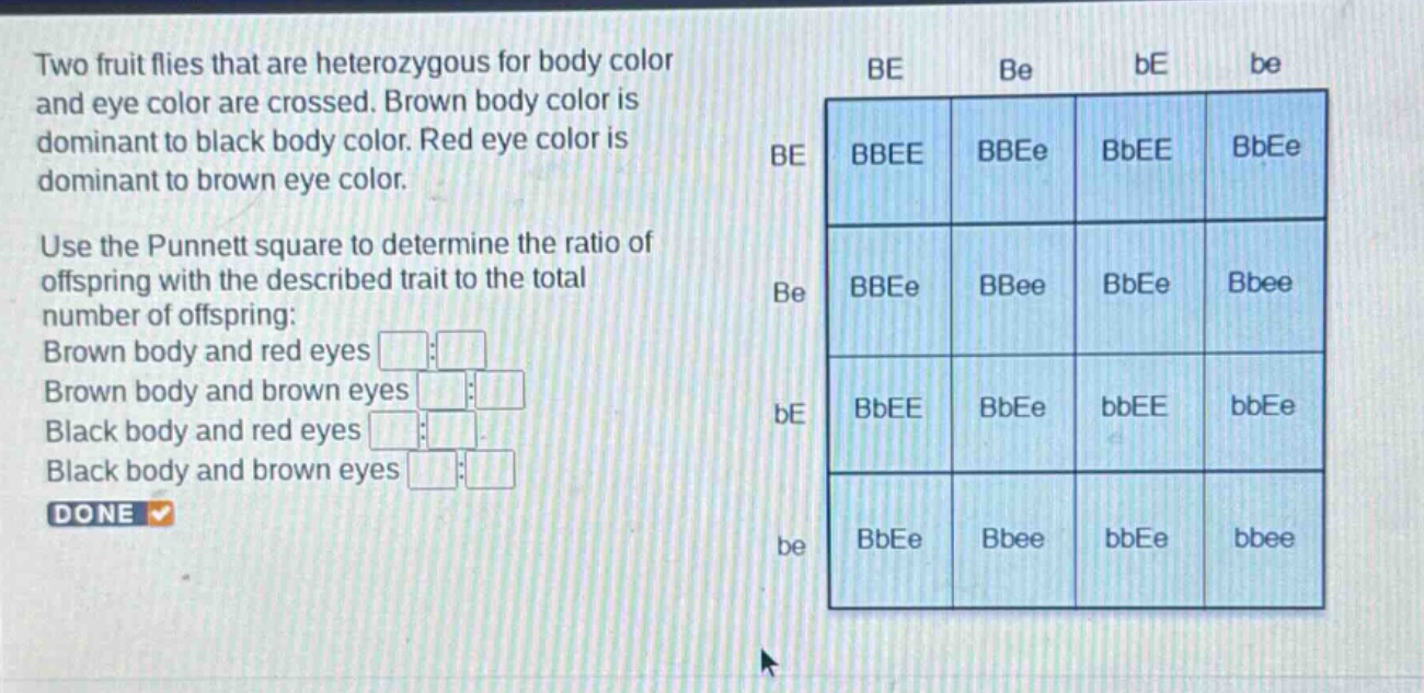two fruit flies that are heterozygous for body color and eye color are crossed. brown body color is dominant to black body color. red eye color is dominant to brown eye color. use the punnett square to determine the ratio of offspring with the described trait to the total number of offspring: brown body and red eyes brown body and brown eyes black body and red eyes black body and brown eyes done