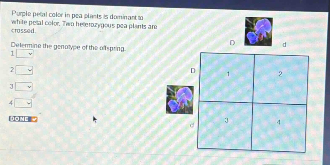 purple petal color in pea plants is dominant to white petal color. two heterozygous pea plants are crossed. determine the genotype of the offspring. 1 2 3 4 done