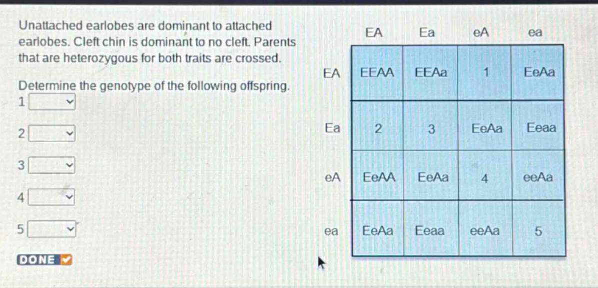 unattached earlobes are dominant to attached earlobes. cleft chin is dominant to no cleft. parents that are heterozygous for both traits are crossed. determine the genotype of the following offspring. 1 2 3 4 5 done