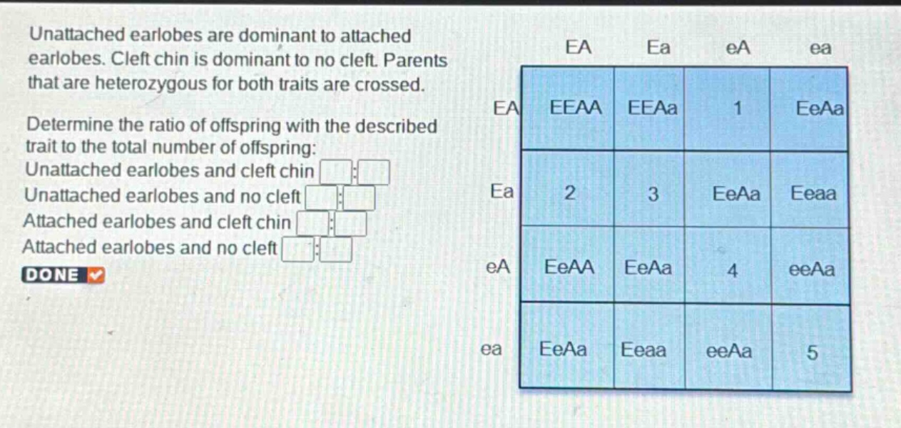 unattached earlobes are dominant to attached earlobes. cleft chin is dominant to no cleft. parents that are heterozygous for both traits are crossed. determine the ratio of offspring with the described trait to the total number of offspring: unattached earlobes and cleft chin unattached earlobes and no cleft attached earlobes and cleft chin attached earlobes and no cleft done