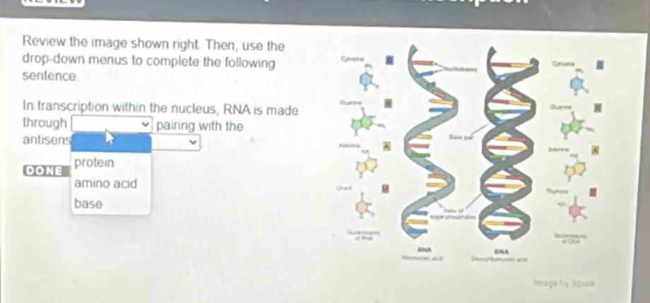 review the image shown right. then, use the drop - down menus to complete the following sentence. in transcription within the nucleus, rna is made through pairing with the antisens done protein amino acid base