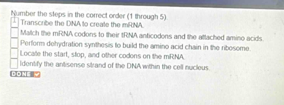 number the steps in the correct order (1 through 5). transcribe the dna to create the mrna. match the mrna codons to their trna anticodons and the attached amino acids. perform dehydration synthesis to build the amino acid chain in the ribosome. locate the start, stop, and other codons on the mrna. identify the antisense strand of the dna within the cell nucleus. done