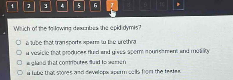 which of the following describes the epididymis? a tube that transports sperm to the urethra a vesicle that produces fluid and gives sperm nourishment and motility a gland that contributes fluid to semen a tube that stores and develops sperm cells from the testes