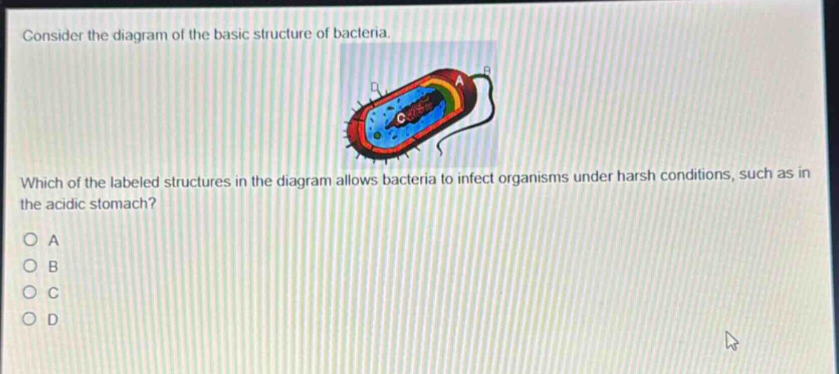 consider the diagram of the basic structure of bacteria. which of the labeled structures in the diagram allows bacteria to infect organisms under harsh conditions, such as in the acidic stomach? a b c d
