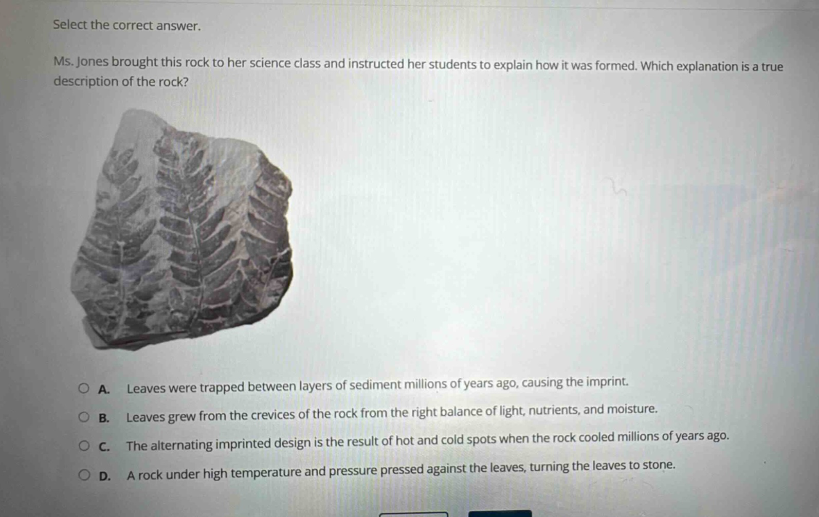 select the correct answer. ms. jones brought this rock to her science class and instructed her students to explain how it was formed. which explanation is a true description of the rock? a. leaves were trapped between layers of sediment millions of years ago, causing the imprint. b. leaves grew from the crevices of the rock from the right balance of light, nutrients, and moisture. c. the alternating imprinted design is the result of hot and cold spots when the rock cooled millions of years ago. d. a rock under high temperature and pressure pressed against the leaves, turning the leaves to stone.
