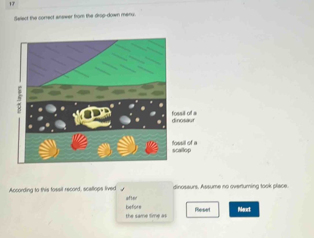 17 select the correct answer from the drop - down menu. according to this fossil record, scallops lived dinosaurs. assume no overturning took place. after before the same time as reset next