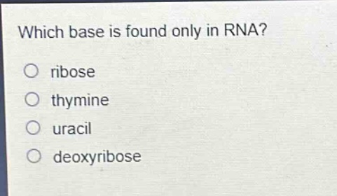 which base is found only in rna?\nribose\nthymine\nuracil\ndeoxyribose