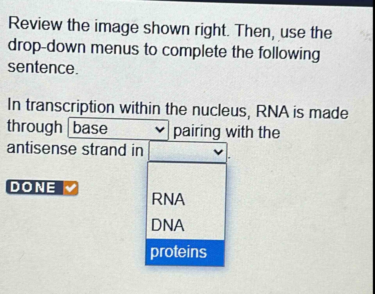 review the image shown right. then, use the drop - down menus to complete the following sentence. in transcription within the nucleus, rna is made through base pairing with the antisense strand in. done rna dna proteins