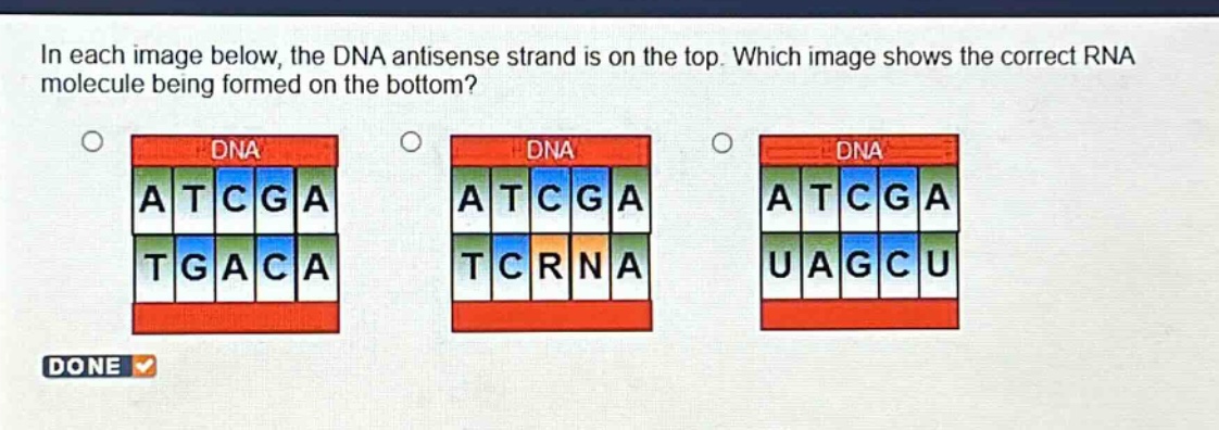 in each image below, the dna antisense strand is on the top. which image shows the correct rna molecule being formed on the bottom? done