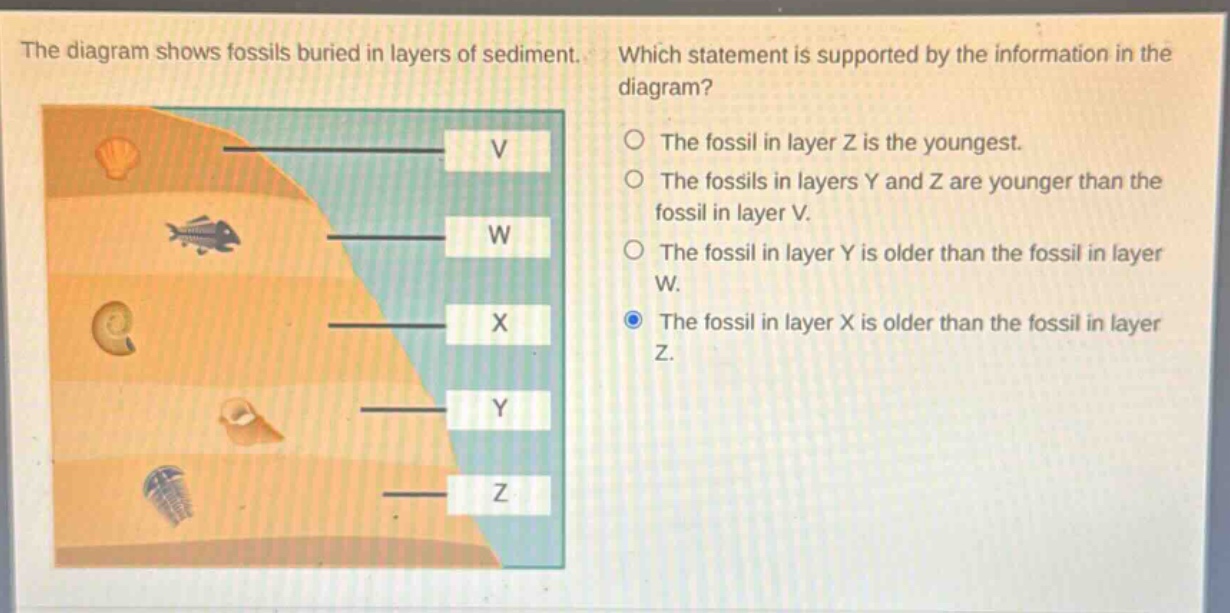 the diagram shows fossils buried in layers of sediment. which statement is supported by the information in the diagram? the fossil in layer z is the youngest. the fossils in layers y and z are younger than the fossil in layer v. the fossil in layer y is older than the fossil in layer w. the fossil in layer x is older than the fossil in layer z.
