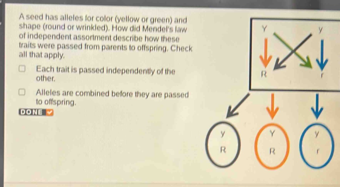 a seed has alleles for color (yellow or green) and shape (round or wrinkled). how did mendels law of independent assortment describe how these traits were passed from parents to offspring. check all that apply. each trait is passed independently of the other. alleles are combined before they are passed to offspring. done