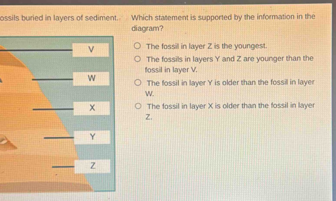 ossils buried in layers of sediment. which statement is supported by the information in the diagram? the fossil in layer z is the youngest. the fossils in layers y and z are younger than the fossil in layer v. the fossil in layer y is older than the fossil in layer w. the fossil in layer x is older than the fossil in layer z.