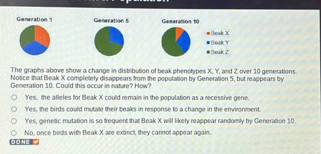 generation 1 generation 5 generation 10 beak x beak y beak z the graphs above show a change in distribution of beak phenotypes x, y, and z over 10 generations. notice that beak x completely disappears from the population by generation 5, but reappears by generation 10. could this occur in nature? how? yes, the alleles for beak x could remain in the population as a recessive gene. yes, the birds could mutate their beaks in response to a change in the environment. yes, genetic mutation is so frequent that beak x will likely reappear randomly by generation 10. no, once birds with beak x are extinct, they cannot appear again. done