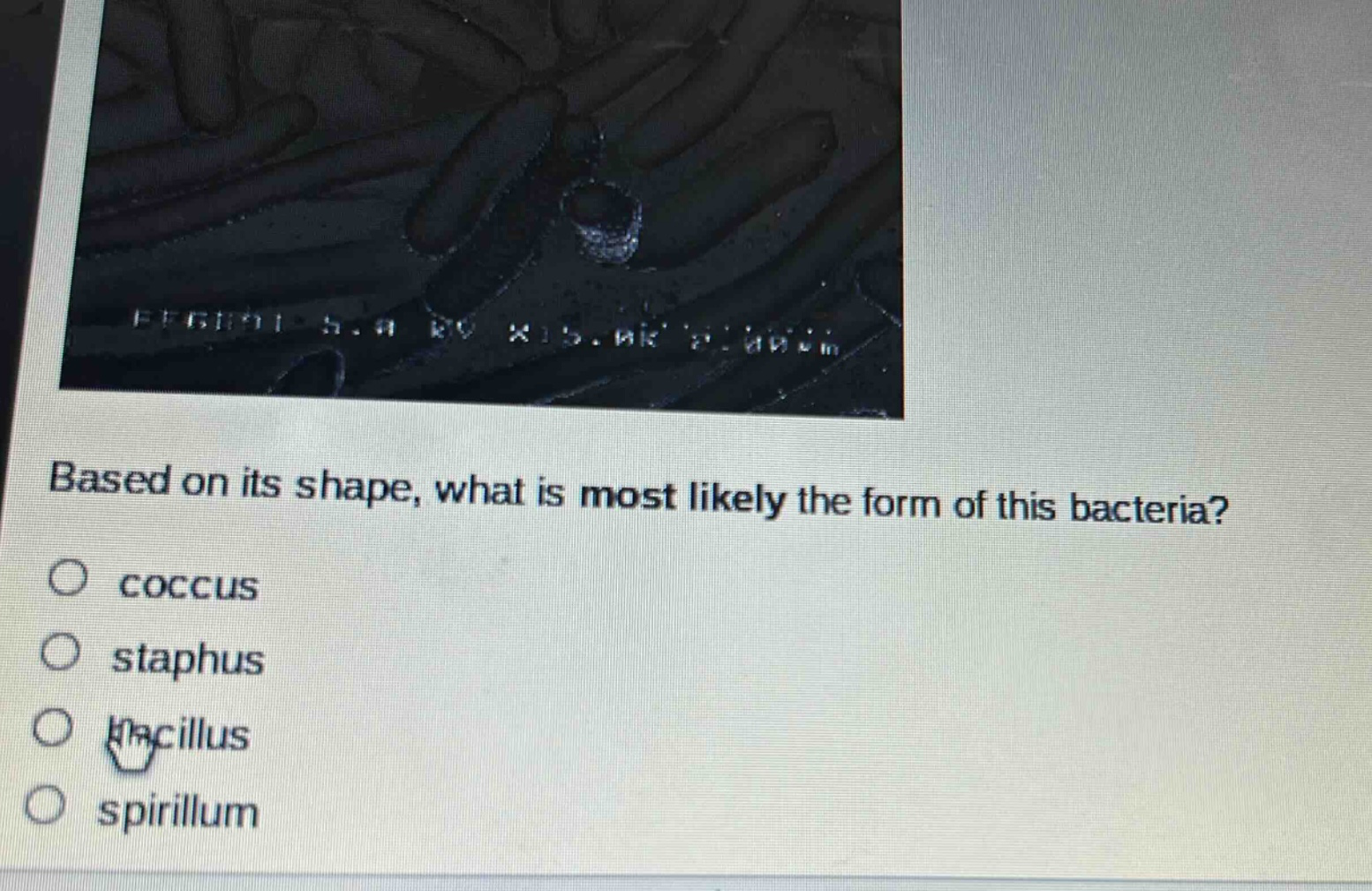 based on its shape, what is most likely the form of this bacteria?\no coccus\no staphus\no bacillus\no spirillum