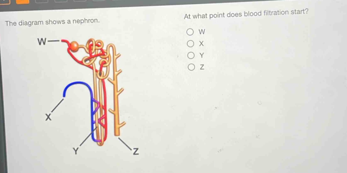 the diagram shows a nephron. at what point does blood filtration start? w x y z