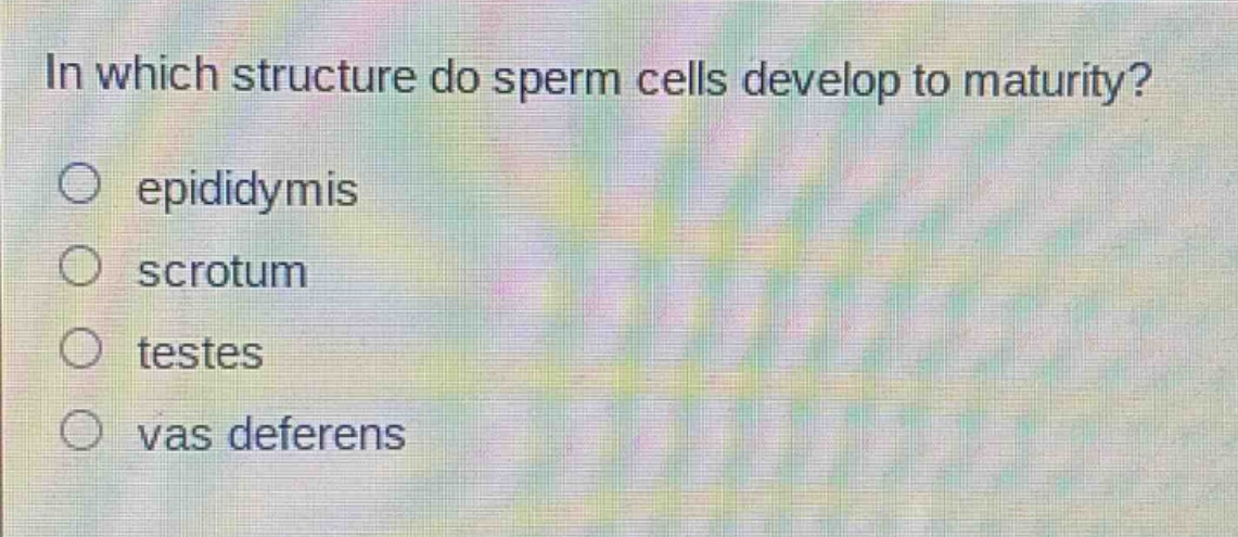 in which structure do sperm cells develop to maturity?\nepididymis\nscrotum\ntestes\nvas deferens
