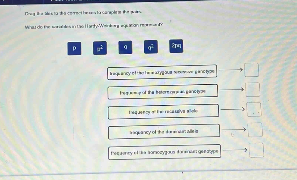 drag the tiles to the correct boxes to complete the pairs. what do the variables in the hardy - weinberg equation represent? p p² q q² 2pq frequency of the homozygous recessive genotype frequency of the heterozygous genotype frequency of the recessive allele frequency of the dominant allele frequency of the homozygous dominant genotype