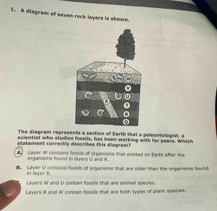1. a diagram of seven rock layers is shown. the diagram represents a section of earth that a paleontologist, a scientist who studies fossils, has been working with for years. which statement correctly describes this diagram? a. layer w contains fossils of organisms that existed on earth after the organisms found in layers u and r. b. layer u contains fossils of organisms that are older than the organisms found in layer r. c. layers w and u contain fossils that are animal species. d. layers r and w contain fossils that are both types of plant species.