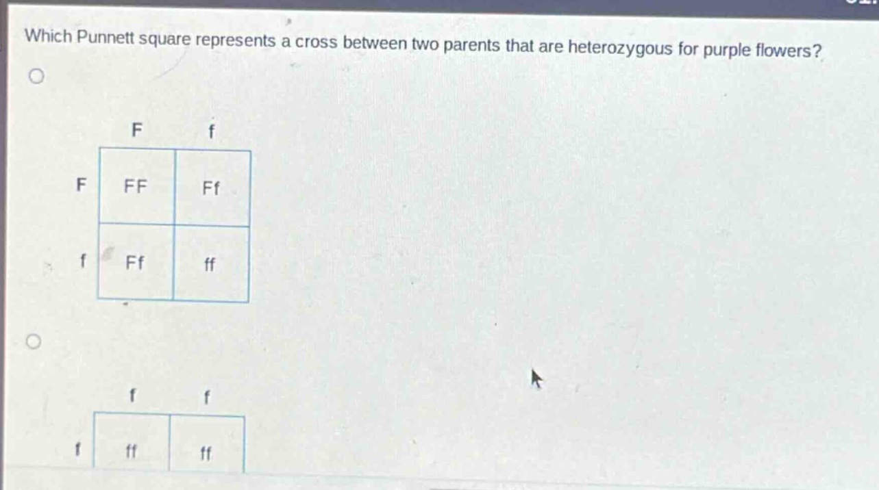 which punnett square represents a cross between two parents that are heterozygous for purple flowers?