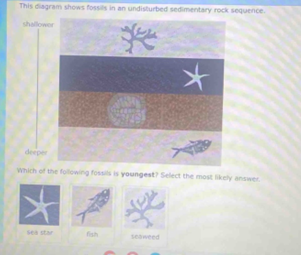 this diagram shows fossils in an undisturbed sedimentary rock sequence. shallower deeper which of the following fossils is youngest? select the most likely answer. sea star fish seaweed