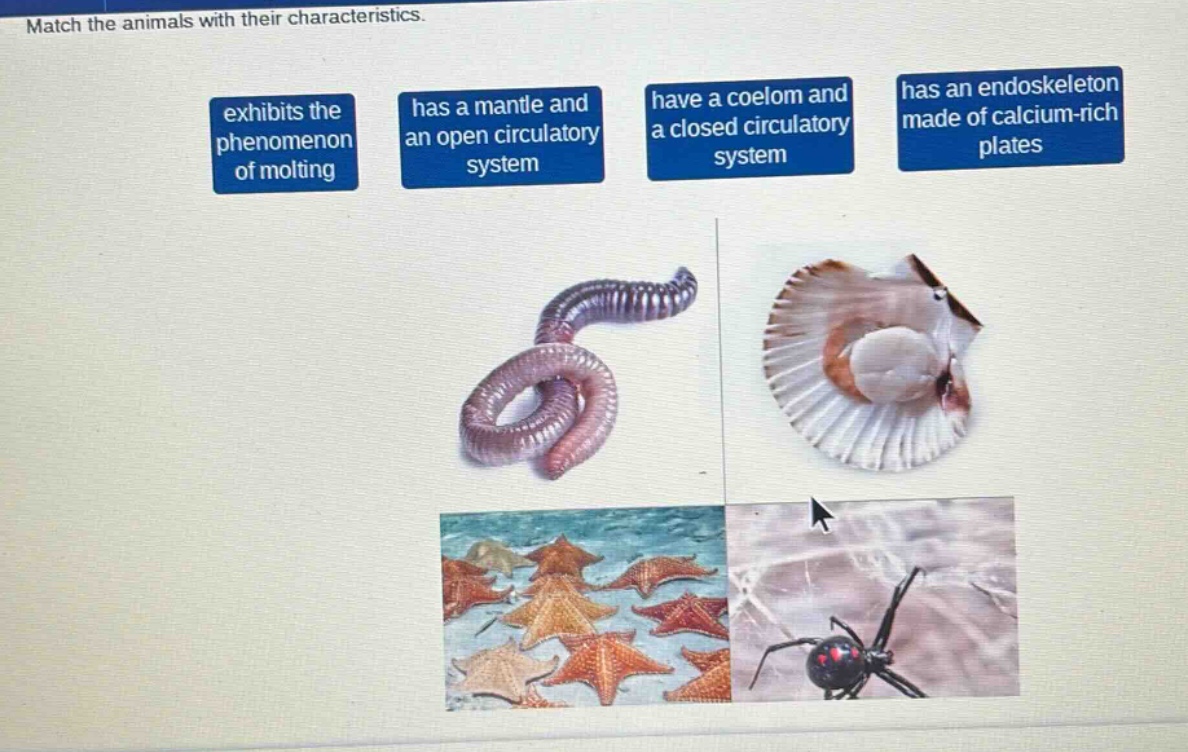 match the animals with their characteristics. exhibits the phenomenon of molting has a mantle and an open circulatory system have a coelom and a closed circulatory system has an endoskeleton made of calcium - rich plates