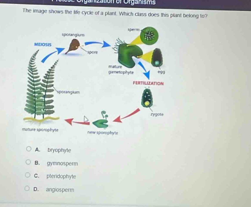 the image shows the life cycle of a plant. which class does this plant belong to? a. bryophyte b. gymnosperm c. pteridophyte d. angiosperm